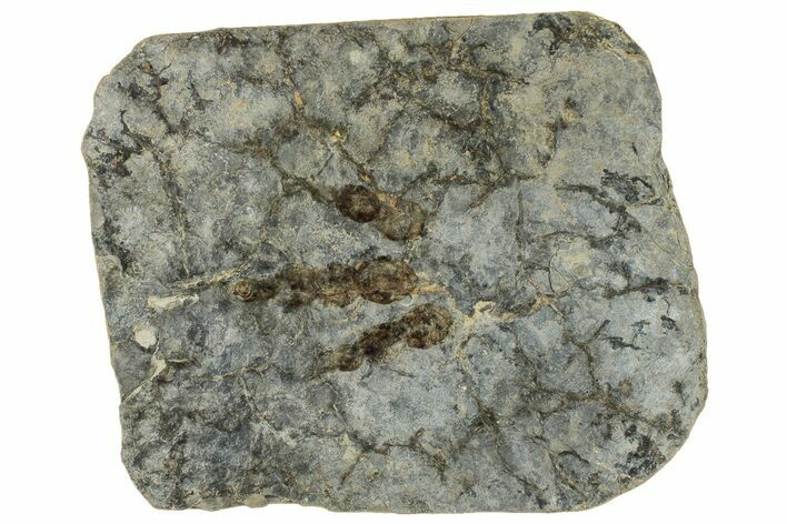 Dinosaur (Grallator) Track - Negative Impression #293122